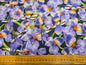 Paintbrush Studio Iris - Tennessee 100% Cotton