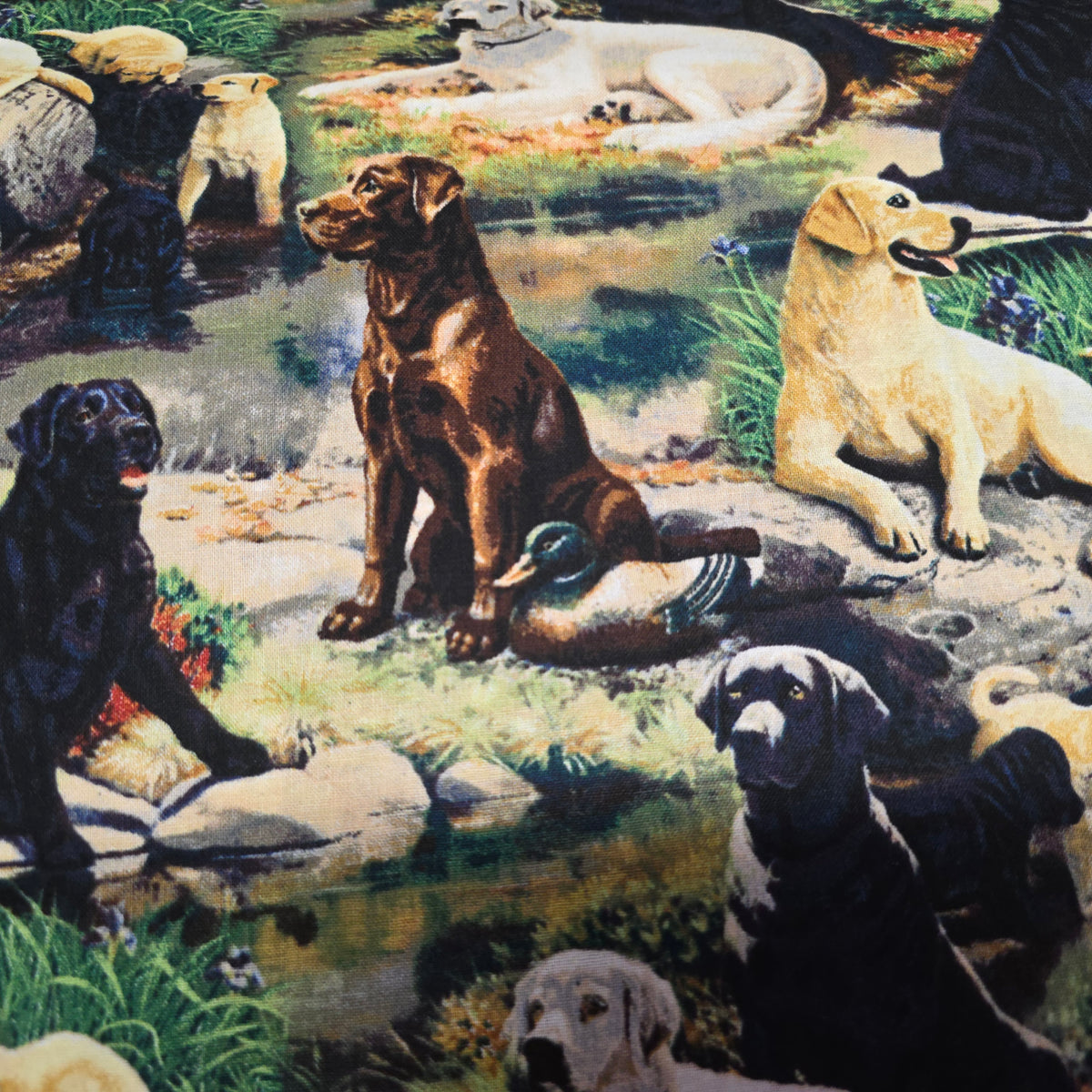 Springs Creative Labradors Best in Breed Cotton Quilting Fabric - 112cm Wide
