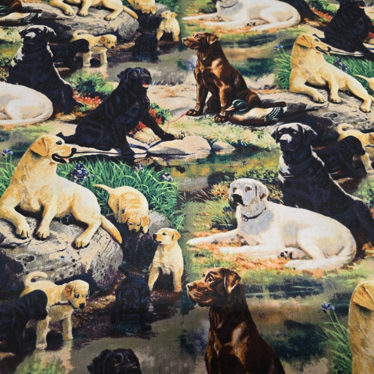 Springs Creative Labradors Best in Breed Cotton Quilting Fabric - 112cm Wide