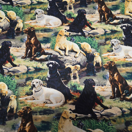 Springs Creative Labradors Best in Breed Cotton Quilting Fabric - 112cm Wide